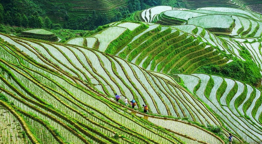 Three Millennia of Bamboo Weaving: The Cultural Gene Recombination from Mountain Craftsmen to Contemporary Design