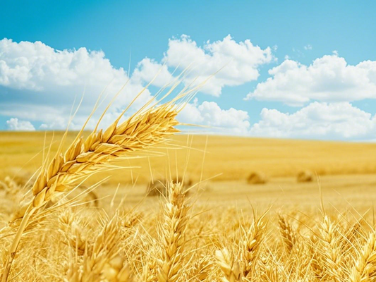 Xiaoman Solar Term: The Wisdom of "Perfecting Fullness" in Eastern Phenological Philosophy