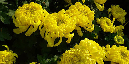 Double Ninth Festival: Poetry, Longevity & Chrysanthemums